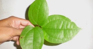 Image result for daun bungkus